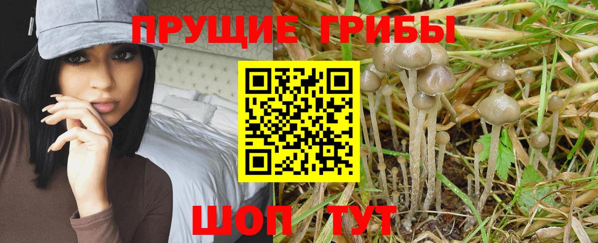 Псилоцибиновые грибы Cubensis  Псилоцибиновые грибы ЛСД  закладки  Кировск  Вход с VPN 